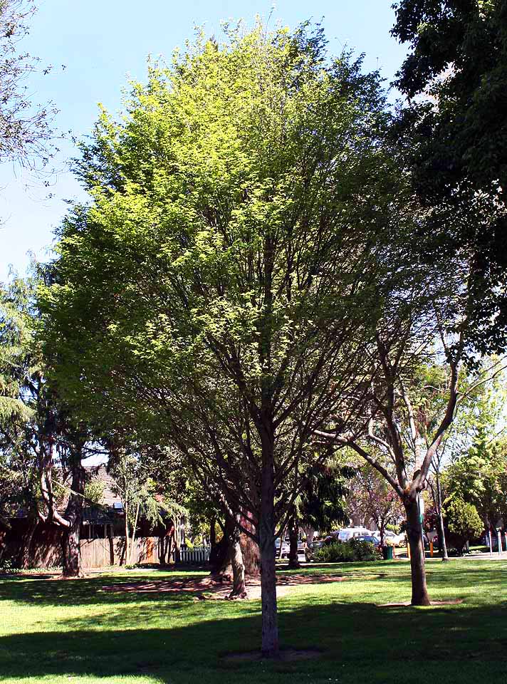 european hornbeam tree